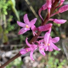 Dipodium roseum (Rosy Hyacinth Orchid) at Wingan River, VIC - 7 Dec 2023 by NedJohnston