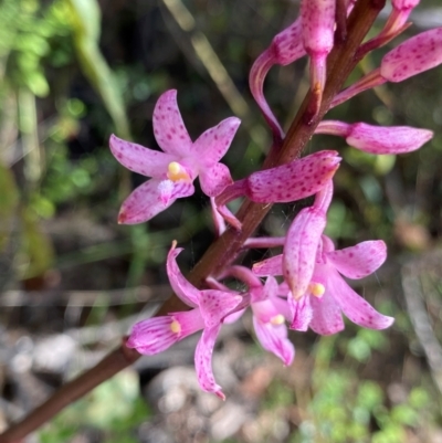 Dipodium roseum (Rosy Hyacinth Orchid) at Wingan River, VIC - 7 Dec 2023 by NedJohnston