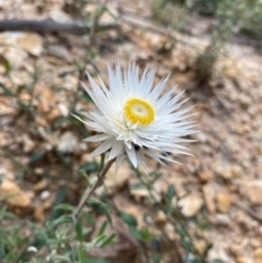 Chrysocephalum baxteri (Fringed Everlasting) at Wingan River, VIC - 7 Dec 2023 by NedJohnston