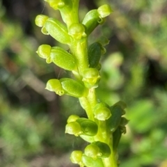 Microtis parviflora (Slender Onion Orchid) at Wingan River, VIC - 7 Dec 2023 by NedJohnston