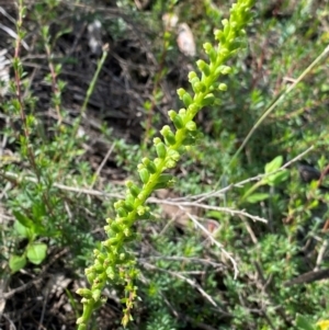 Microtis parviflora at Croajingolong National Park - suppressed