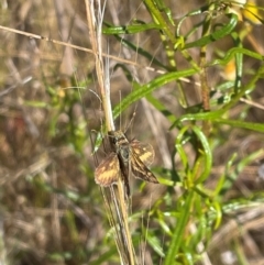 Taractrocera papyria (White-banded Grass-dart) at QPRC LGA - 12 Nov 2023 by Mavis