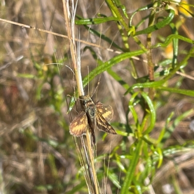 Taractrocera papyria (White-banded Grass-dart) at QPRC LGA - 12 Nov 2023 by Mavis