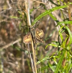 Taractrocera papyria at QPRC LGA - 12 Nov 2023