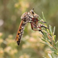 Unidentified Robber fly (Asilidae) at Bruce Ridge - 23 Dec 2023 by ConBoekel