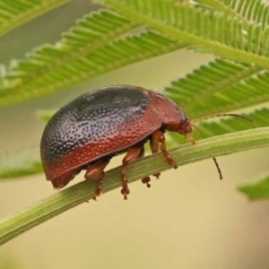 Dicranosterna immaculata at Bruce Ridge - 23 Dec 2023 03:35 PM