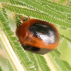 Dicranosterna immaculata at Bruce Ridge - 23 Dec 2023 03:35 PM