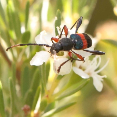 Obrida fascialis (One banded longicorn) at Bruce Ridge - 23 Dec 2023 by ConBoekel