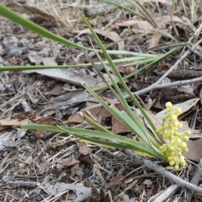 Lomandra filiformis subsp. coriacea (Wattle Matrush) at QPRC LGA - 22 Dec 2023 by Paul4K