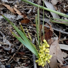 Lomandra filiformis subsp. coriacea at QPRC LGA - 23 Dec 2023