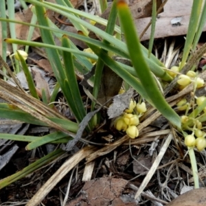 Lomandra filiformis subsp. coriacea at QPRC LGA - 23 Dec 2023 08:08 AM