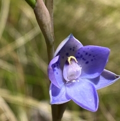 Thelymitra simulata (Graceful Sun-orchid) at Tharwa, ACT - 18 Nov 2023 by Tapirlord