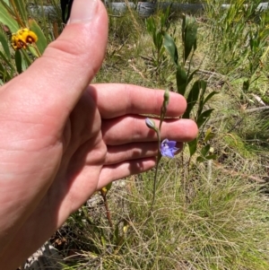 Thelymitra simulata at Namadgi National Park - 18 Nov 2023