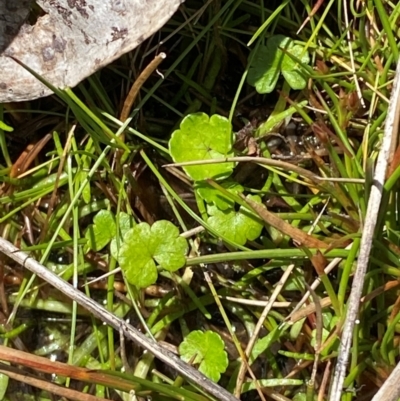 Hydrocotyle sibthorpioides (A Pennywort) at Namadgi National Park - 18 Nov 2023 by Tapirlord