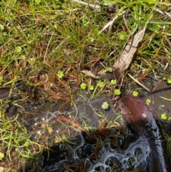 Hydrocotyle sibthorpioides at Namadgi National Park - 18 Nov 2023 01:29 PM