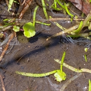 Lilaeopsis polyantha at Namadgi National Park - 18 Nov 2023