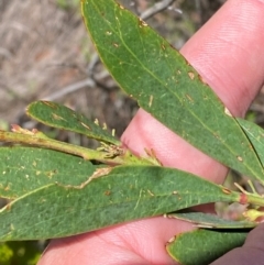 Daviesia mimosoides subsp. acris (Blunt-Leaf Bitter-Pea) at Tharwa, ACT - 18 Nov 2023 by Tapirlord