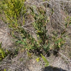 Daviesia mimosoides subsp. acris at Namadgi National Park - 18 Nov 2023