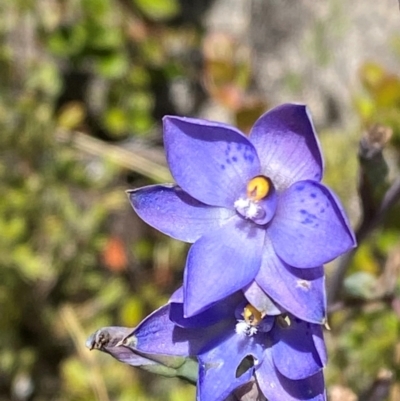 Thelymitra simulata (Graceful Sun-orchid) at Tharwa, ACT - 18 Nov 2023 by Tapirlord