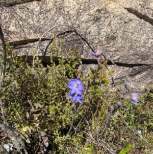 Thelymitra simulata at Namadgi National Park - suppressed