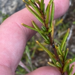 Logania granitica at Namadgi National Park - 18 Nov 2023 by Tapirlord