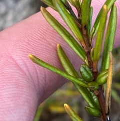 Logania granitica at Namadgi National Park - 18 Nov 2023 12:45 PM