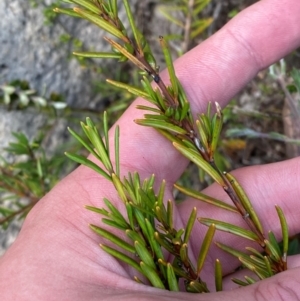 Logania granitica at Namadgi National Park - 18 Nov 2023 12:45 PM