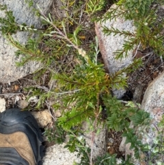 Logania granitica at Namadgi National Park - 18 Nov 2023 12:45 PM