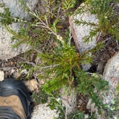 Logania granitica at Namadgi National Park - 18 Nov 2023