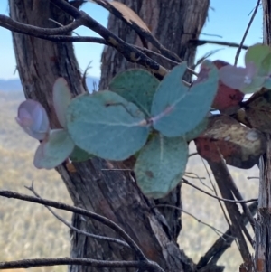 Eucalyptus cinerea subsp. triplex at Namadgi National Park - 18 Nov 2023