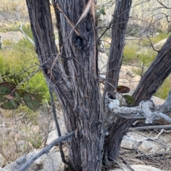 Eucalyptus cinerea subsp. triplex at Namadgi National Park - 18 Nov 2023