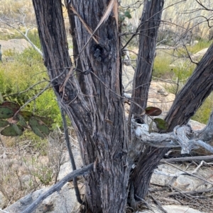 Eucalyptus cinerea subsp. triplex at Namadgi National Park - 18 Nov 2023