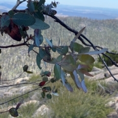 Eucalyptus cinerea subsp. triplex at Namadgi National Park - 18 Nov 2023