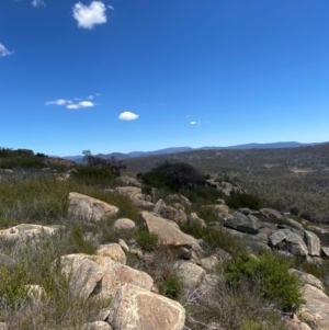 Eucalyptus cinerea subsp. triplex at Namadgi National Park - 18 Nov 2023 12:42 PM