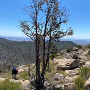 Eucalyptus cinerea subsp. triplex at Namadgi National Park - 18 Nov 2023