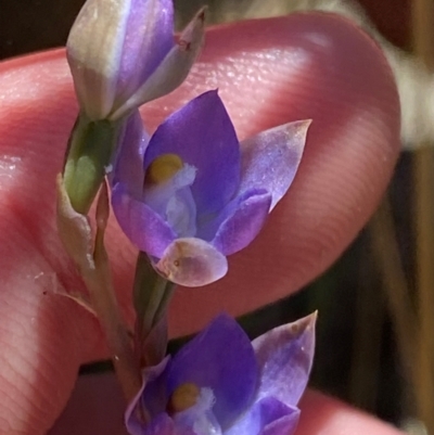 Thelymitra brevifolia (Short-leaf Sun Orchid) at Tharwa, ACT - 18 Nov 2023 by Tapirlord