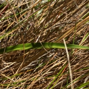 Thelymitra brevifolia at Namadgi National Park - 18 Nov 2023