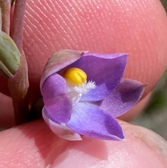 Thelymitra brevifolia at Namadgi National Park - 18 Nov 2023