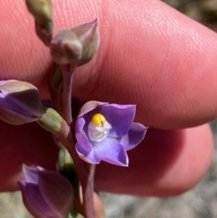 Thelymitra brevifolia at Namadgi National Park - 18 Nov 2023