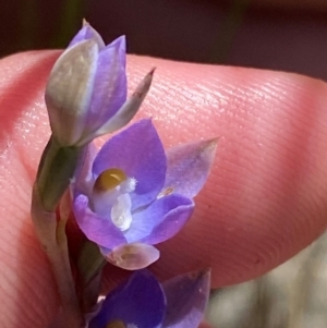 Thelymitra brevifolia at Namadgi National Park - 18 Nov 2023