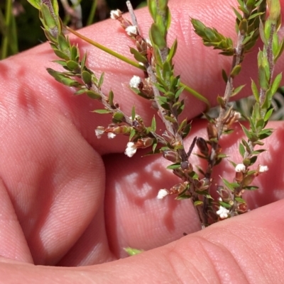 Leucopogon attenuatus (Small-leaved Beard Heath) at Tharwa, ACT - 18 Nov 2023 by Tapirlord