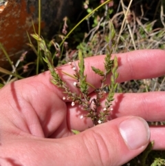 Styphelia attenuata at Namadgi National Park - 18 Nov 2023 11:46 AM