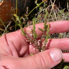 Leucopogon attenuatus at Namadgi National Park - 18 Nov 2023
