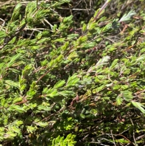 Kunzea muelleri at Namadgi National Park - 18 Nov 2023