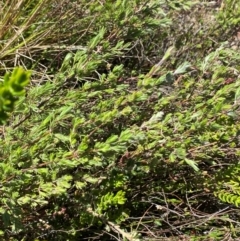 Kunzea muelleri at Namadgi National Park - 18 Nov 2023