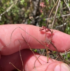 Gonocarpus tetragynus (Common Raspwort) at Namadgi National Park - 18 Nov 2023 by Tapirlord