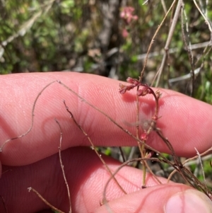 Gonocarpus tetragynus at Namadgi National Park - 18 Nov 2023