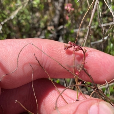 Gonocarpus tetragynus (Common Raspwort) at Tharwa, ACT - 18 Nov 2023 by Tapirlord