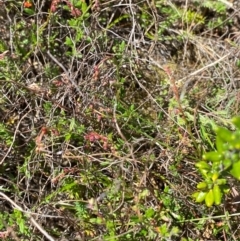 Gonocarpus tetragynus at Namadgi National Park - 18 Nov 2023