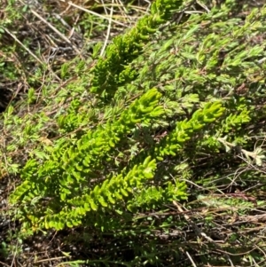 Prostanthera decussata at Namadgi National Park - 18 Nov 2023